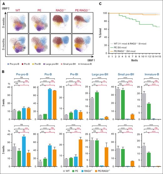 Effects of PAX5::ELN oncoprotein expression in the absence of the RAG complex. (A) Immunophenotypic characterization of bone marrow B-cell populations. UMAP of the clustering analysis of the B-cell subpopulations from 3-week- and 3-month-old mice with the indicated genotypes. The same combination of markers as in panel B was used. (B) Percentages of the medullar B-cell subpopulations, from 3-week- and 3-month-old mice with the indicated genotypes. Results are expressed as mean ± SD (GraphPad Prism) and overall differences between values were evaluated by t test with Mann–Whitney U posttest. The difference between means is significant if ∗P value <.05, very significant if ∗∗P value <.01, extremely significant if ∗∗∗P value <.001, or if ∗∗∗∗P value <.0001. (C) Kaplan-Meier survival curves. The genotypes and the numbers of mice are indicated. The follow-up and the genetic setting are as in panel A (ie, hemizygous for the PAX5::ELN–encoding cDNA insertion and homozygous for RAG2-deficiency). Note that the follow-up in Figure 1C and panel C was performed at the same time, hence the same cohorts of WT and PE mice were used as controls, the corresponding survival curves have been duplicated for the sake of clarity of the figures.