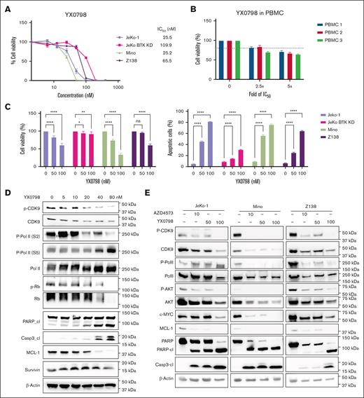 YX0798 inhibits CDK9 activity and potently kills MCL cells. (A) YX0798 potently inhibited cell viability of MCL cells (n = 4) at 72 hours after treatment, but not PBMCs from healthy donors (n = 3). (B) The doses of YX0798 used to treat PBMCs were 2.5-fold (100 nM) and fivefold (200 nM) of the average IC50 value of JeKo-1, Mino, and Z138 cells. (C) YX0798 inhibited cell viability and induced apoptosis in a dose-dependent manner at 20 hours after treatment. (D) YX0798 treatment for 6 hours inhibited CDK9 phosphorylation and induced cl of PARP and caspase-3, as well as MCL-1 depletion in a dose-dependent manner. (E) The effects of YX0798 on protein profiling in CDK9 pathways and apoptosis pathways upon treatment for 6 hours. AZD4573 serves as a positive control. ∗P < .05; ∗∗P < .01; ∗∗∗P < .001; ∗∗∗∗P < .0001. cl, cleavage; IC50, 50% inhibitory concentration; ns, not significant; p-CDK9; phosphorylated cyclin-dependent kinase 9; p-Rb, phosphorylated retinoblastoma protein; PBMC, peripheral blood mononuclear cell; Rb, retinoblastoma protein.