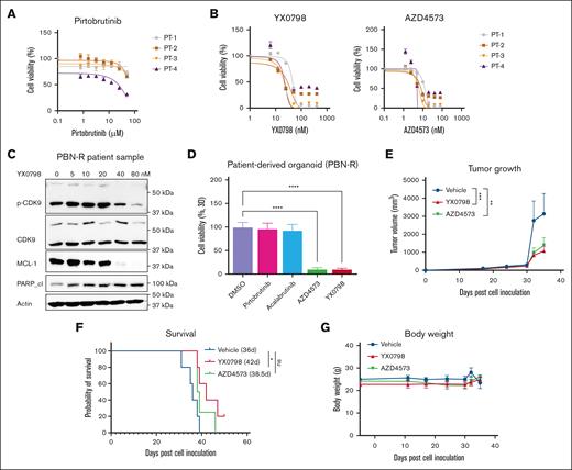 YX0798 is effective in inhibiting the tumor growth of PDX models in vivo. (A) Four primary samples originating from patients with BTKi-R/R MCL were confirmed to be resistant to BTKi PBN, (B) but were sensitive to CDK9is AZD4573 and YX0798. (C) YX0798 treatment for 6 hours inhibited CDK9 phosphorylation and induced cleavage of PARP, as well as MCL-1 depletion, in a dose-dependent manner in primary samples obtained from a patient with PBN-R. (D) CDK9is, such as AZD4573 or YX0798 (but not BTKis PBN or acalabrutinib), inhibited the growth of PDO models, which originated from the same patient samples used in panel C. (E-G) PDX models were established from a patient with sequential relapse to ibrutinib and CAR T-cell therapies. YX0798 was orally administered at 5 mg/kg (5 days on and 2 days off every week, equivalent to 25 mg/kg per week), whereas AZD4573 was intraperitoneally (IP) administered at 15 + 15 mg/kg (2 doses at 2 hours apart, once a week, equivalent to 30 mg/kg per week). (E) YX0798 treatment significantly inhibited tumor growth and (F) prolonged mouse survival. (G) Treatment with AZD4573 or YX0798 did not affect mouse body weight. ∗P < .05; ∗∗P < .01; ∗∗∗P < .001; ∗∗∗∗P < .0001. ns, not significant; p-CDK9, phosphorylated cyclin-dependent kinase 9; PBN, pirtobrutinib; PBN-R, pirtobrutinib resistance; PT, patient.