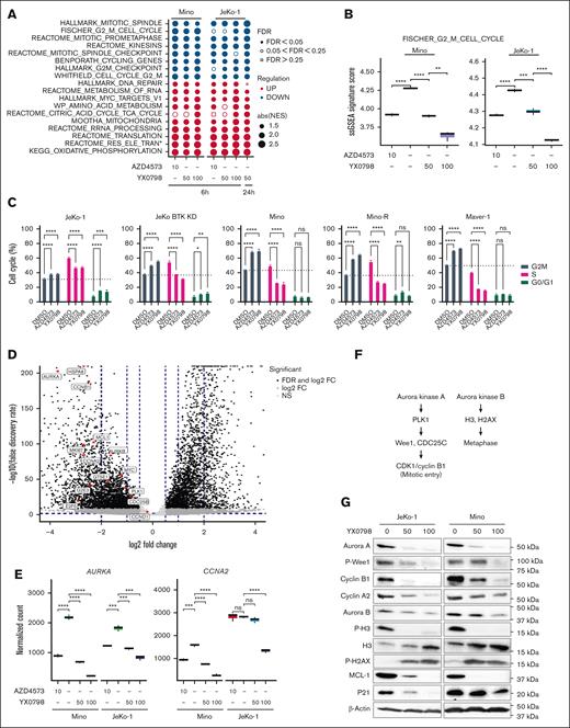 YX0798 disrupts cell cycling in MCL cells toward cell cycle arrest. (A) The bubble plots show top cancer hallmarks and signaling pathways downregulated (blue) or upregulated (red) upon CDK9 inhibition. (B) The FISCHER_G2_M_CELL_CYCLE pathway was significantly downregulated by YX0798 (50 and 100 nM) in JeKo-1 cells (6 and 24 hours) and Mino cells (6 hours). AZD4573 (10 nM) serves as a control. (C) YX0798 and AZD4573 induced cell cycle arrest in MCL cells as indicated. (D) Volcano plot shows the significantly altered genes associated with cell cycle arrest upon YX0798 treatment at 100 nM for 6 hours. (E) Representative genes AURKA and CCNA2 were significantly downregulated with CDK9is YX0798 or AZD4573. (F) Illustration of Aurora kinase A– and B–mediated cell cycle progression. (G) Western blots confirmed cell cycle disruption induced by treatment with YX0798 and AZD4573 for 6 hours. ∗P < .05; ∗∗P < .01; ∗∗∗P < .001; ∗∗∗∗P < .0001. FC, fold change; FDR, false discovery rate; absNES, absolute normalized enrichment score; ns, not significant; P-H2AX, phosphorylated histone 2A variant; P-H3, phosphorylated histone 3.