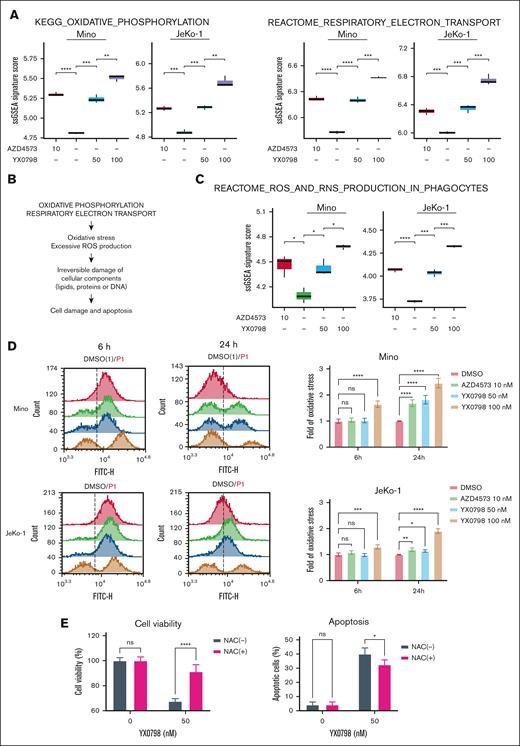 YX0798 induces enrichment of OXPHOS and excessive oxidative stress in MCL cells. (A) Enriched signaling pathways upon treatment with YX0798 and AZD4573 for 6 hours. (B) Illustration of enrichment of oxidative phosphorylation and RESPIRATORY_ELECTRON_TRANSPORT pathways leading to excessive oxidative stress and ROS production. (C) Enrichment of REACTOME_ROS_AND_RNS_PRODUCTION_IN_PHAGOCYTES signaling pathway upon treatment with YX0798 and AZD4573 for 6 hours. (D) ROS production is elevated upon treatment with YX0798 and AZD4573 for 6 and 24 hours in Mino and JeKo-1 cells. Flow cytometry results of cellular ROS levels in cells (left). Quantitative results of cellular ROS levels in cells (right). (E) NAC pretreatment for 16 hours promoted cell survival and protected JeKo-1 cells from apoptosis induced by YX0798 treatment for 5 hours. ∗P < .05; ∗∗P < .01; ∗∗∗P < .001; ∗∗∗∗P < .0001. NAC, N-acetyl cysteine; ns, not significant; ssGSEA, single-sample GSEA.