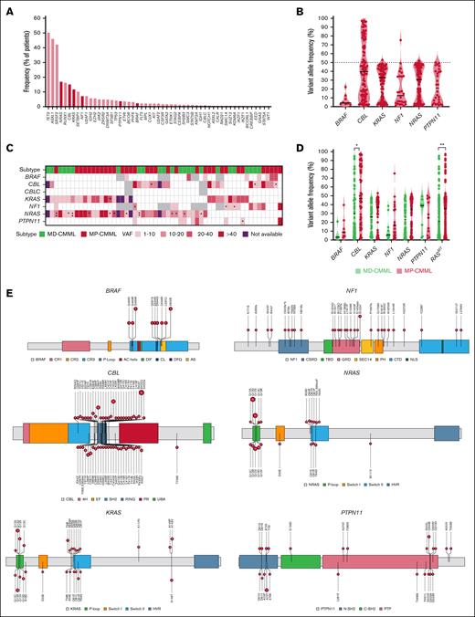 Landscape and VAFs of RASp mutations in CMML. (A) Frequency of detected mutations at the time of diagnosis in the cohort of 814 patients with CMML. (B) Heat map detailing the frequency and clonal size of identified RASp mutations among patients with mutations in multiple RAS RASp genes. Each column represents 1 patient. Mutations are color coded based on VAF, and classified among 4 groups: VAF <10%, 10% to 20%, 20% to 40%, and >40%. Asterisks indicate genes for which multiple mutations (∗2 total mutations; ∗∗3 total mutations) were present in each patient. In patients with multiple mutations in each gene, the VAF color code shown corresponds to the mutation with the highest VAF. Cells in gray represent genes that were not sequenced for a specific patient, those in white indicate wildtype state, and cherry color indicates mutation was present but VAF is not available. (C) Violin plots of VAFs of identified RASp mutations among the CMML cohort. Black horizontal lines in violin plots represent the median VAF for a given gene. (D) Violin plots of VAFs of identified RAS pathway mutation among MD-CMML or MP-CMML. Black horizontal lines in violin plots represent the median VAF for a given gene. Asterisks represent statistically significant P values (∗P < .05; ∗∗P < .01). (E) Lollipop plots representing all identified mutations in each of the RASp genes. The height of the bar plot and number within each lollipop bubble represent the frequencies of specific mutations. The color of each gene region represents gene domains.
