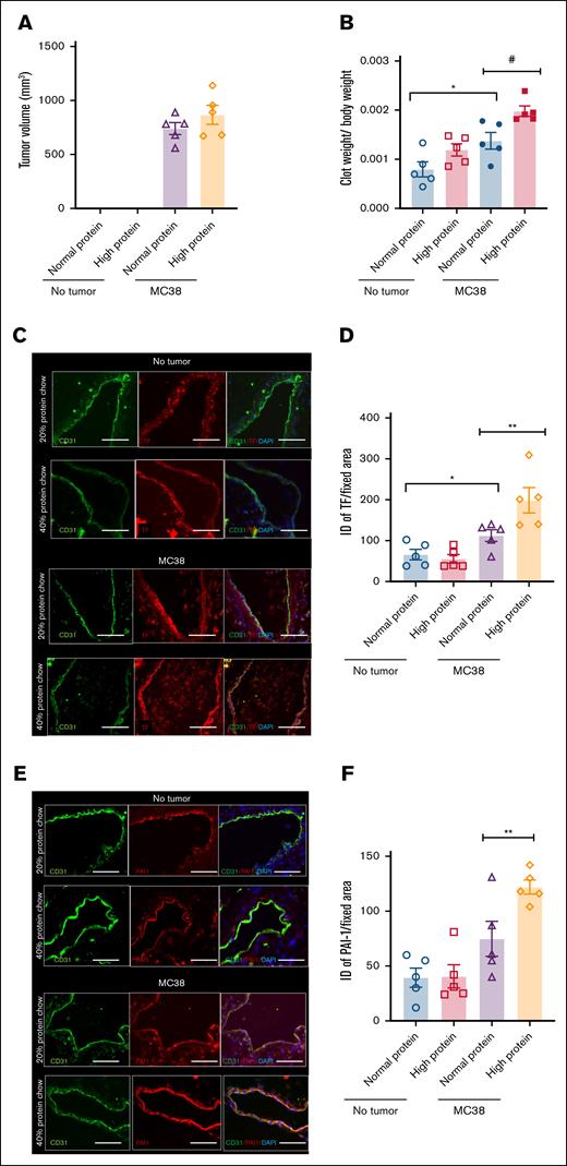 Influence of high-protein diet in a syngeneic colon cancer tumor model. Age-matched C57BL/6 female mice were used as in Figure 1. (A) Averages of tumor volumes per group are shown. Error bars represent SEM. (B) Averages of normalized clot weights are shown. Two-factor analysis of variance (ANOVA; P = .0002). (C) Paraffin-embedded sections of IVC were stained using anti-TF and anti-CD31 antibodies. Alexa Fluor secondary antibodies and DAPI were used. Images are representative of IVCs from 5 mice in each group (scale bar, 100 μm). (D) ID was normalized to the surface area of the region of interest measured in microns by using ImageJ. Averages of ID normalized to surface area are shown. Error bars represent SEM. Two-factor ANOVA test (P = .0003). (E) IVCs were stained by using anti–PAI-1 and anti-CD31 antibodies. Alexa Fluor secondary antibodies and DAPI were used. Representative images from 5 mice in each group (scale bar, 100 μm). (F) PAI-1 expression was quantified as previously described. Averages of ID normalized to the surface area are shown. Error bars represent SEM. Two-factor ANOVA test (P = .0002; ∗∗P = .0255). #P < 0.05, ∗P < 0.05.
