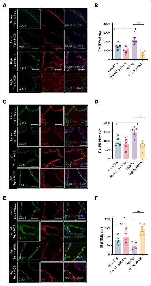 IDO1 inhibition alters TF, PAI-1, and TM expression in IVC of mice with tumors exposed to a high Trp diet. (A) Representative images of tissue sections of IVC from MC38 tumor–bearing mice stained with TF and CD31. DAPI was used for nuclear stain (scale bar, 100 μm). White arrowheads point to the TF expression on endothelial cells, and asterisk points to the subendothelial cells (B) Averages of normalized ID are shown. ANOVA (P < .0001). Student t test was used to compare groups. (C) Representative images of tissue sections of IVC from mice in different groups stained with PAI-1 and CD31. DAPI was used for nuclear stain (scale bar, 100 μm). White arrowheads point to the PAI-1 expression on endothelial cells, and asterisk points to the subendothelial cells. (D) Averages of normalized ID are shown. ANOVA (P = .0036). Student t test was used to compare groups. (E) Representative images of tissue sections of IVC from MC38 tumor–bearing mice stained with TM and CD31. DAPI was used for nuclear stain (scale bar, 100 μm). (F) Averages of normalized ID are shown. Data are representative of 5 age-matched female mice per group. ANOVA (P = .0015). Student t test was used to compare groups. ns, nonsignificant.
