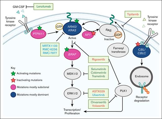 The RAS pathway in CMML: recurrent mutations and therapeutic approaches. Activating and inactivating mutations are indicated by green and red stars, respectively. Mutations most commonly dominant are indicated in navy bubbles; those mostly subclonal are in pink bubbles. Selected therapeutic agents and their targets are showcased: those considered to have failed clinical development are in red text; those currently in clinical trials that include patients with CMML are in green text; agents with potential promise for repurposing to RAS-mutated CMML are in blue text. GDP, guanosine diphosphate; GM-CSF, granulocyte-macrophage colony-stimulating factor.