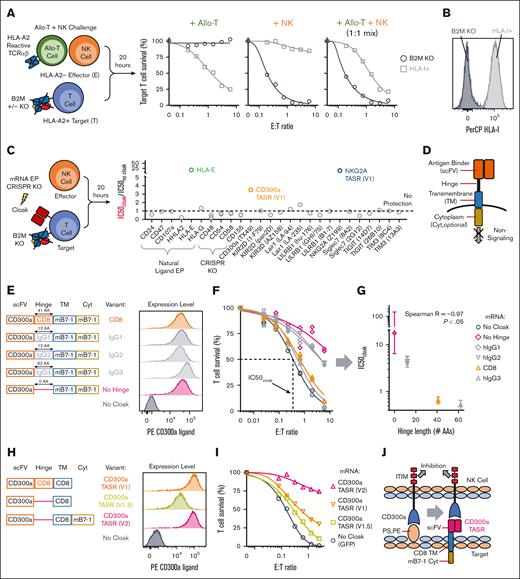 Discovery and optimization of CD300a TASR. (A) Overview of allo–T-cell + NK challenge assay. Survival of HLA-I+ and B2M KO target T cells from an HLA-A2+ donor challenged with NK and allo-T-cell effectors from HLA-A2− donors. Allo-T cells express the AHIII.2 TCRαβ reactive to EMC7 peptide, ALWGFFPVL, presented by HLA-A2. To discern from allo-T cells, B2M KO target T cells were engineered to express RQR8 and HLA-I+ target T cells were engineered to express GFP. (B) HLA-I expression by flow cytometry of HLA-I+ and B2M KO target T cells from panel A. (C) NK challenge assay to screen cloaking strategies on B2M KO T cells. Ligands are expressed by mRNA electroporation (EP), and KO by CRISPR/Cas9. y-axis shows ratio of IC50 value of the indicated cloaked T cell over uncloaked negative control. IC50 represents E:T ratio corresponding to 50% target T-cell survival, derived from one 6-7-point curve of T-cell survival at various E:T ratios challenged with 1 NK cell donor, with higher values indicating enhanced persistence. N = 1 technical replicate per condition. (D) Annotation of TASR structure. (E-G) Effect of hinge length on function of CD300a TASR. (E) Design of CD300a TASR variants with different hinge domains with the indicated amino acid lengths and their expression level after mRNA EP into B2M KO T cells. (F) NK challenge assay expressing the indicated CD300a TASR variant from panel E. N = 2 technical replicate curves per condition. (G) Correlation of NK protection from panel F as defined by IC50 value with hinge length from panel E. Error bar indicates 95% confidence interval of IC50 value. (H-J) Final optimization of CD300a TASR. (H) CD300a TASR V1 and 2 optimized variants are tested for expression via mRNA EP of B2M KO T cells. (I) NK challenge assay against the indicated CD300a TASR variant from (H). N = 1 technical replicate curve per condition. (J) Optimized CD300a TASR design and mechanism of action. GFP, green fluorescent protein; IgG, immunoglobulin G; ITIM, immunoreceptor tyrosine–based inhibitory motif.