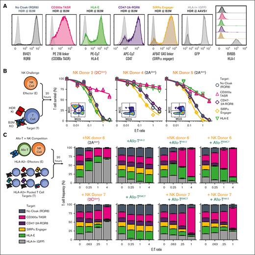B2M KO + CD300a TASR outcompetes HLA-E, CD47, and SIRPa engager cloaking ligands and protects against T and NK cells. (A) Phenotype by flow cytometry of engineered T cells expressing the indicated transgenes at the target locus by nonviral HDR, gated single cell lymphocytes. Gray dotted histograms indicate negative control T cells stained with the same markers. CD47 is endogenously expressed on T cells, and so the RQR8 epitope tag was coexpressed using 2A self-cleaving peptide to facilitate purification transgene-expressing cells. (B) NK challenge assay with B2M KO T cells expressing cloaking transgene from the B2M locus from panel A, challenged with 3 NK cell donors. Inset shows the NK cell phenotype by flow cytometry, gated CD3–CD56+. N = 2 technical replicate curves per condition. (C) Competition assay of pooled T-cell targets from panel A cocultured with the indicated allo-T-cell clone and/or NK cell effector donor. Allo-T cells express TCRαβ specific for either minor histocompatibility antigen 2 (HA-2) or EMC7 peptide presented on HLA-A2. Target T cells are serotyped HLA-A2+, and effector cells are HLA-A2−. y-axis shows frequency of the indicated T-cell member after challenge with indicated effector cell. N = 3 technical replicates per condition.
