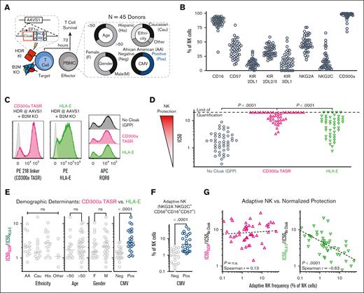 CD300a TASR universally protects against NK cell alloreactivity. (A) Study design and demographic overview of the PBMC donors used. T cells are engineered to coexpress cloaking transgene and RQR8 via 2A self-cleaving peptide under control of EF1α promoter by nonviral HDR. (B) Percentage of NK cells expressing the indicated markers by flow cytometry from the 45 PBMC donors in panel A. (C) Phenotype by flow cytometry of the 3 engineered T-cell targets, gated on live single lymphocytes. Label indicates cloaking transgene. Gray dotted histograms indicate negative control T cells stained with the same markers. (D) Aggregate results as in panel C against 45 PBMC donors. Each data point represents IC50 value of the indicated cloaking ligand against PBMCs from 1 donor. Limit of quantitation in IC50 set to be twice the highest E:T ratio used. Wilcoxon matched pairs signed rank test. (E) Association of PBMC donor demographics from panel A with functional data from panel D, Kruskal-Wallis for ethnicity, Mann-Whitney for other. y-axis represents ratio of IC50 between CD300a TASR and HLA-E cloaking ligand, with 1 indicating equal protection. (F) Adaptive NK cell frequency by CMV serostatus of PBMC donors from panel A. Mann-Whitney U test. (G) Relationship between the adaptive NK cell frequency of the PBMC donor from panel F and functional potency of CD300a TASR (left) and HLA-E (right), normalized to noncloaked control from panel D. Dotted line represents linear fit of log-log transformed data. N = 45 PBMC donors.