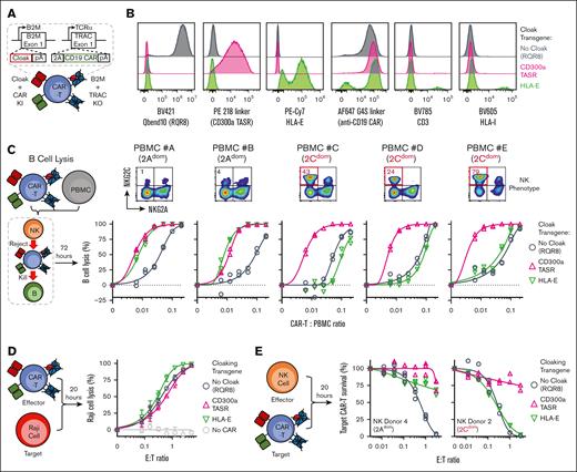 CD300a TASR enhances CAR T-cell functional potency under allogeneic immune pressure. (A) Nonviral multiplexed targeted integration of human T cells to coexpress cloaking and anti-CD19 CAR transgenes while ablating HLA-I and TCRαβ expression. (B) Phenotype of 3 engineered CAR T cells by flow cytometry expressing the indicated cloaking transgene at B2M locus, gated live single cells. The same anti-CD19 CAR is used for all CAR T cells. (C) B-cell lysis assay for engineered CAR T-cell therapy containing the indicated cloaking transgene against the indicated PBMC donors (bottom row). N = 2 technical replicate curves per condition. Phenotype of NK cells from the respective PBMC donor (top row). (D) Cytotoxicity of indicated cloaked anti-CD19 CAR T cell against CD19-expressing Raji cells. The gray color indicates no CAR control T cells contain CD300a TASR integrated into the B2M loci without anti-CD19 CAR. N = 3 technical replicate curves per condition. (E) NK challenge of cloaked anti-CD19 CAR T cells containing the indicated cloaking transgene with a 2Adom and 2Cdom NK donor. N = 3 technical replicates curves per condition.