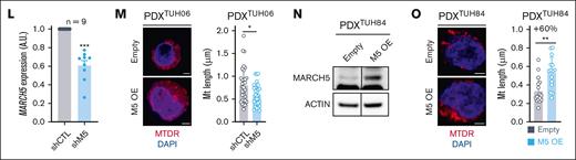 MARCH5 drives mitochondrial elongation during cell-cycle progression in AML cells. (A) Primary cells from patients with AML were serially transplanted and amplified in NSG-immunodeficient mice before studying mitochondrial morphology based on their quiescence or cycling status. (B) Confocal imaging of PDXTUH93 cells using MitoTracker Deep Red (MTDR; in red), Ki-67 (in green), and DAPI (in blue) staining (scale bar, 2 μm). Quantifications of mitochondrial length in quiescent and cycling cells (right; n = 30 cells per condition). (C) PDX-AML cells were sorted using Pyronin Y and Hoechst staining. (D) Quantitative reverse transcriptase polymerase chain reaction (PCR) analysis of a targeted panel of genes involved in mitochondrial dynamics in PDX cells (n = 4 different PDX models). (E) Western blots performed on quiescent (Q) and cycling (C) fractions using anti-MFN1, -MFN2, –optic atrophy 1 (OPA1), –mitochondrial fission factor (MFF), –dynamin-like 1(DRP1), -MARCH5, and –β-actin antibodies. (F-G) Expression plasmids for wild-type MARCH-5 (MARCH5-WT) or MARCH5-H43W proteins were lentivirally transduced into OCI-AML2 cells. (F) Immunoprecipitation (IP) using the hemagglutinin (HA) tag of these proteins was performed, followed by liquid chromatography–electrospray ionization–tandem mass spectrometry quantitative proteomic analysis. Results are shown as the number of peptides for each identified protein in MARCH5-WT relative to MARCH5-H43W conditions. (G) Western blots on empty vector, MARCH5-WT, and MARCH5-H43W IP and corresponding total protein extracts (input) using anti-MFN2 and anti-HA antibodies. (H-K) MOLM-14 and OCI-AML2 cells were transduced with doxycycline (Dox)–inducible control (CLT) or anti-MARCH5 shRNAs and incubated with 1 μg/mL Dox for 4 days. (H) Electron microscopy images at 7100× original magnification. (I-K) Quantification of mitochondrial length (I), area (J), and number (K) (n = 30 cells; 5-50 mitochondria were measured in each cell). (L-O) PDX-AML cells were transduced with a vector expressing CTL or anti-MARCH5 shRNAs or a vector for MARCH5 overexpression (OE) or its empty counterpart. Confocal imaging was performed using MTDR and DAPI staining (scale bar, 2 μm). Quantifications are shown in the right panels (n = 30 cells per condition). (L) Quantitative reverse transcription PCR analysis of MARCH5 expression in PDX-AML cells transduced with CTL or anti-MARCH5 shRNAs (n = 9 different PDXs). (M) MARCH5 knockdown assays. (N) PDX-AML samples were transduced with either MARCH5 OE (M5 OE) or empty vectors. Western blot for MARCH5 and β-actin are provided. (O) M5 OE assays. Mt, mitochondria; shCTL, sh control; shM5, sh MARCH5. ∗P < 0.05, ∗∗P < 0.01, ∗∗∗P < 0.001.