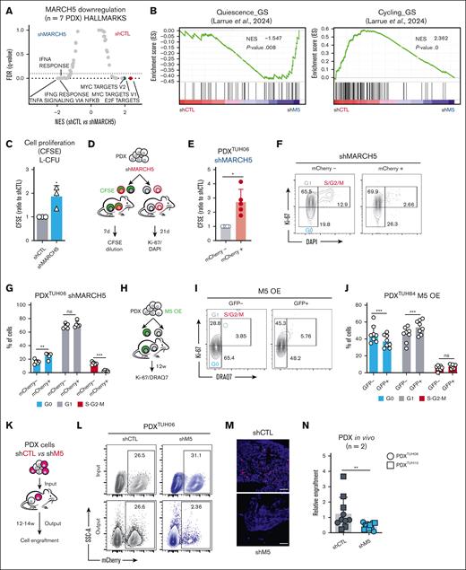 Targeting MARCH5 inhibits cell proliferation and prevents cell-cycle entry in PDX-AML cells in vivo. (A-C) PDX-AML cells were transduced with CTL or anti-MARCH5 shRNAs. (A-B) Gene expression was assessed by microarrays, and differential gene expression was analyzed by gene set enrichment analysis (n = 7 different PDX models). (A) Results are plotted as normalized enrichment score (NES) for hallmark signatures vs false discovery rate (FDR) q value. (B) Enrichment plots for quiescence or cycling signatures in AML.18 (C) PDX-AML cells were incubated with CFSE and then seeded in methylcellulose. Cells were cultured for 10 days, and CFSE was quantified by flow cytometry. Results are presented as CFSE mean fluorescence intensity (n = 3 different PDX models). (D-G) Leukemic cells from the PDXTUH06 model were transduced with mCherry-positive anti-MARCH5 shRNA. In the first experiment, cells were labeled ex vivo with CFSE and expanded in NSG mice for 7 days (n = 5). In the second experiment, PDX-AML cells transduced with anti-MARCH5 shRNA were expanded in vivo for 21 days and Ki-67/DAPI staining was performed (n = 5). (D) Schematic representation. (E) CSFE retention was measured in mCherry-positive (efficiently transduced) vs mCherry-negative (untransduced CLTs) cells. (F) Representative flow cytometry contour plots of Ki-67 vs DAPI in mCherry-positive and mCherry-negative cells. (G) Analysis of cell-cycle phases using Ki-67 and DRAQ7 staining in mCherry-positive and mCherry-negative cells. (H-J) Leukemic cells from the PDXTUH84 model were transduced with a GFP-tagged M5 OE vector and transplanted into NSG mice for 12 to 14 weeks (n = 8). (H) Schematic representation. (I) Representative flow cytometry contour plots of Ki-67 vs DRAQ7 in GFP+ and GFP– leukemic cells. (J) Analysis of cell-cycle phases using Ki-67 and DRAQ7 staining in GFP+ and GFP– cells. (K-N) PDX-AML cells were transduced with mCherry-tagged CTL or anti-MARCH5 shRNAs and transplanted into NSG mice for 12 to 14 weeks. (K) Summary diagram of the experiments. (L) Representative contour plots for mCherry vs side scatter-A (SSC-A) before transplantation (input) and after 12 to 14 weeks in vivo (output). (M) Representative confocal microscopy images at 20× original magnification of mouse bone marrow sections (scale bars, 50 μm). (N) Relative engraftment (output to input ratio) in shRNA shCTL vs shRNA targeting MARCH5 (shMARCH5) groups. Each dot represents the results observed in a single mouse (n = 2 different PDX models; n = 5-6 mice per experimental arm). IFNA, interferon alfa; IFNG, interferon gamma; L-CFU, leukemia colony-forming unit; ns, not significant; shCTL, sh control; shM5, shMARCH5; TNFA, tumor necrosis factor-α. ∗P < 0.05, ∗∗P < 0.01, ∗∗∗P < 0.001.