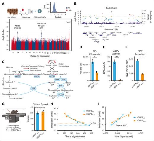 Characterization of G6PDMed− mice. (A) mQTL analysis of samples from 13 091 blood donors highlights correlation of succinate levels with polymorphic G6PD. (B) Locus zoom identifying G6PD as a target of interest. (C) An overview of glucose metabolism in redox homeostasis in RBCs. (D) Total abundance of 6-phosphogluconate (6P-gluconate) from metabolic tracing (sum of labeled and unlabeled) present in genotypes. (E) G6PD activity assay; (F) PPP activation as judged by relative levels of labeled 6P-gluconate to hexose phosphate. (G-H) CS testing of mice (n = 12) showed that G6PDMed− mice maintained a significantly faster CS (8% increase). Dashed lines indicate CS. (I) G6PDMed− mice have higher anaerobic work capacity (AWC) as measured by the slope, hG6PDND = 1715 and hG6PDMED- = 945.4 (significance, ∗P < .05, ∗∗P < .01, ∗∗∗∗P < .0001).