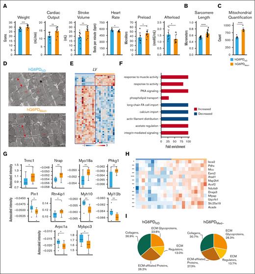 Cardiac physiology and protein expression in heart muscle. (A) Hemodynamics measurements. (B) Sarcomere length differences as determined through TEM analysis. (C) Mitochondrial quantification of TEM images. (D) TEM sections at 1 μm (mf, myofibrils; mi, mitochondria). (E) Genotype-specific protein expression was observed in the LV, as measured by t test. Protein abundances were grouped as being significantly increased (red box) or significantly decreased (blue box) in hG6PDMed− mice. (F) Each group was entered for GO enrichment analysis, per LV. Red bars indicate significantly increased and blue bars indicate significantly decreased biological processes in hG6PDMed− mice. (G) Proteomics identification of heart muscle–specific proteins. (H) Significant mitochondrial proteins identified in the heart muscle. (I) Extracellular matrix of LV composition differences identified via proteomics (significance ∗P < .05, ∗∗P < .01, ∗∗∗P < .001, ∗∗∗∗P < .0001).