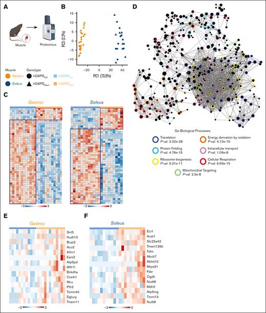 Proteomics analysis of muscle revealed both tissue- and genotype-specific differences. (A) Muscle tissues (soleus and gastrocnemius) were isolated from hG6PDND and hG6PDMed− mice for proteomics analysis. (B) Principal component analysis (PCA) showed tissue-type specific differences. (C) Significant genotype-specific differences were observed for each tissue type, as measured by t test. Protein abundances were clustered as being significantly increased (red box) or significantly decreased (blue box) in hG6PDMed− mice. (D) Network analysis (OmicsNet, GO) of significant proteins in hG6PDMed− muscle tissues illustrating enriched biological pathways. Protein nodes were colored according to their associated enriched biological pathway. Significantly increased mitochondrial proteins in the (E) gastrocnemius and (F) soleus.