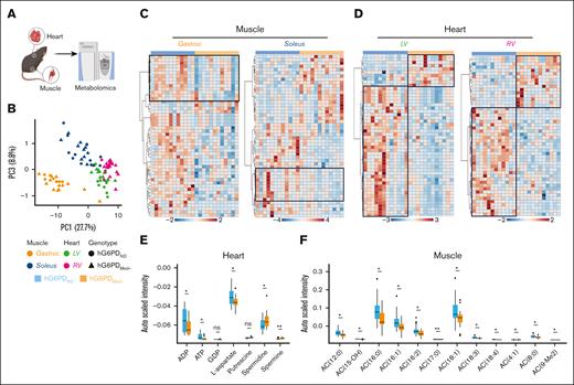 Metabolomics analysis of muscle and heart revealed both tissue- and genotype-specific differences. (A) Muscle and heart tissues were collected from hG6PDND and hG6PDMed− mice. The gastrocnemius and soleus excised from isolated muscle (as well as the LV and right ventricle), separated from the isolated heart were subjected to metabolomics analysis. (B) PCA showed differences between tissue types. Comparison between hG6PDND and hG6PDMed− genotypes showed significant differences in both (C) muscle and (D) heart tissues, as measured by t test. Genotype-specific differences were observed for (E) energy-related metabolites and polyamines in the heart tissues, as well as (F) acylcarnitines (AC) detected in muscle tissues. Genotype-specific comparisons were made using the t test (significance ∗P < .05, ∗∗P < .01, ∗∗∗P < .001, ∗∗∗∗P < .0001).