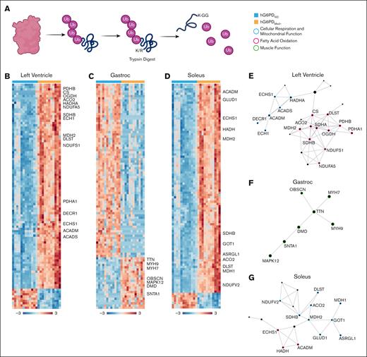 Protein ubiquitination profiles are tissue and genotype dependent. (A) Summary of protein ubiquitination of the formation of K-GG. (B-D) Top 100 proteins identified through gly-gly searches as measured by t test for the (B) LV, (C) the gastrocnemius, and the (D) soleus. Significant proteins in hG6PDMed− tissues (E) LV, (F) gastrocnemius, and (G) soleus were entered into OmicsNet for network analysis and GO analysis of enriched biological pathways. Protein nodes were colored according to their associated enriched biological pathway.