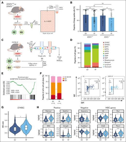Unphosphorylated STAT5 constrains HSC differentiation and upregulates transcriptional programs associated with HSC maintenance. (A) Schematic diagram showing the experimental outline of the ex vivo functional analysis of STAT5-deficient or WT ESLAM (CD45+CD150+CD48−EPCR+) HSCs that were transduced with lentivirus containing STAT5B-YF or EV in maintenance cultures.62 After 3 days of transduction, GFP+ living cells were FACS sorted into single-cell assays. (B) Bar plots showing the proportion of cells expressing mature lineage markers (Ter119+/Ly6g+/CD11b+/B220+/CD3e+). Each dot represents a single clone and bars represent the mean lineage-positive marker frequency (±SEM). Asterisks indicate significant differences as determined by Student t tests (∗∗∗P < .001; ∗∗P < .01). The results are from 6 to 5 independent biological replicates across 5 experiments in STAT5+/+ settings and 4 to 3 independent biological replicates across 3 experiments in STAT5−/− settings. (C) Schematic diagram showing the outline of the scRNAseq analysis of WT ESLAM HSCs that were transduced with lentivirus containing STAT5B-YF or EV in maintenance cultures62 and that were allowed to expand for 5 days. GFP+ living cells were then sorted for 10X Genomics scRNAseq. (D) Bar plots showing the proportion of annotated cell types in GFP+ HSC-derived cultures after 5 days in SCF/IL-11 cultures; single cells were projected onto a previously published scRNAseq data set of LK HSPC cells60 and then onto a phenotypically-defined HSPC data set,61 and cell types were annotated based on their nearest neighbors to ascribe cell identity and cell type annotation. The results are from 2 independent biological replicates in 2 experiments. (E) Gene set enrichment plot showing that STAT5-YF–infected, transcriptionally defined LT-HSCs (n = 83) are depleted in a DNA replication gene signature when compared with EV-infected LT-HSCs (n = 53). The NES (−5.24) and FDR (<0.001) are indicated. (F) Left: bar plots showing the cell cycle phase frequency of ESLAM HSC-derived cultures infected with either EV (n = 5) or STAT5-YF (n = 4) lentivirus after 5 days in maintenance culture media.62 The cell cycle status was derived from Ki67/DAPI staining (right). G0 represents quiescent cells that are Ki67lowDAPIlow; G1 represents cells in the early growth phase, which are Ki67highDAPIlow; S-G2-M represents cells in DNA synthesis, late growth, and mitosis stages of active cell cycling and are Ki67highDAPIhigh. (G) Violin plot showing the geometric mean distribution of HSC scores in LT-HSCs expressing STAT5B-YF or EV. The HSC score was calculated using the HSC score tool that identifies potential mouse BM HSCs from scRNAseq data.63 This tool considers the expression of genes that are either positively or negatively corelated with HSC long-term repopulating capacity.64 (H) Violin plots showing significantly differentially expressed genes that are positively associated with functional long-term repopulating HSCs (Pdzk1ip1, Mettl7a1, Mllt3, and Gimap1), negatively associated with functional long-term repopulating HSCs (Serpinb1a and Hsp90aa1), or genes with reported functions in maintaining HSCs (Hlf, Chd9, Pbx1, and Plxnc1). All data were combined from 2 independent experiments. Asterisks indicate significant differences as determined by Student t tests (∗∗∗∗P < .0001; ∗∗∗P < .001; ∗∗P < .01; ∗P < .05). GMP, granulocyte-macrophage progenitor; LMPP, lymphoid-myeloid progenitor; MEP, Meg/Ery progenitors; ns, not significant.