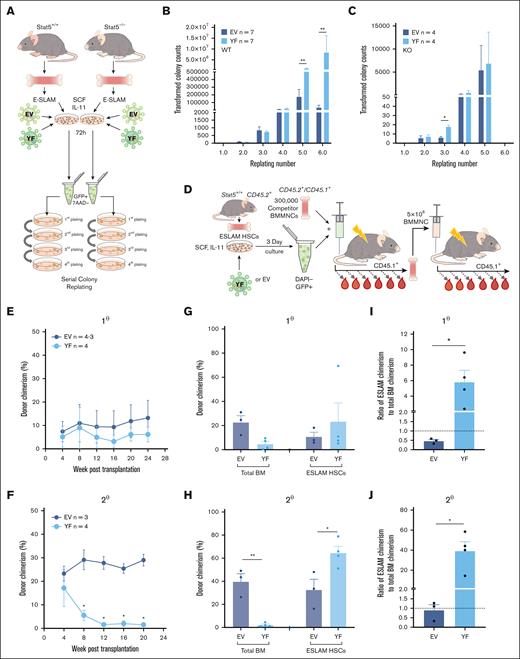 Unphosphorylated STAT5B enhances HSPC clonogenicity in vitro and HSC maintenance in vivo. (A) Schematic diagram showing the experimental outline of the serial colony replating assays of STAT5-deficient or WT ESLAM (CD45+CD150+CD48−EPCR+) HSCs that were transduced with lentivirus containing STAT5B-YF or EV in SCF/IL-11 maintenance cultures. After 3 days of transduction, GFP+ living cells were sorted for serial colony replating assays. (B) Bar plots showing the transformed colony numbers derived from WT HSPCs transduced with YF or EV lentivirus. Transformed colony counts = ((colony number × dilution factor) ÷ starting number of HSCs) (mean ± SEM). The results were from 4 independent experiments and 7 biological replicates. Asterisks indicate the significant differences as determined by Mann-Whitney U tests (∗∗P < .01). (C) Bar plots showing the transformed colony numbers of STAT5-deficient HSPCs transduced with YF or EV lentivirus. Transformed colony counts = ((colony number × dilution factor) ÷ starting number of HSCs) (mean ± SEM). The results were from 3 independent experiments and 4 biological replicates. Asterisks indicate significant differences as determined by Mann-Whitney U tests (∗P < .05). (D) Schematic diagram showing the outline of the in vivo functional analysis of WT ESLAM HSCs that were transduced with lentivirus containing STAT5B-YF or EV. FACS-sorted WT ESLAM HSCs (CD45.2+) were infected with lentivirus and cultured for 3 days in maintenance cultures and then an equal number of GFP+ cells were FACS sorted (112 GFP+ cells per recipient) and injected into irradiated recipients (CD45.1+) with 3 × 105 competitor BMMNCs (CD45.1+/CD45.2+). Donor chimerism was monitored every 28 days for more than 6 months. Secondary transplantation was then performed using 5 × 106 BMMNCs from primary recipients. BMMNCs from 1 primary recipient were transplanted into up to 2 recipients. (E) Connected line graph showing donor chimerism in primary recipients (mean ± SEM) (experiment described in panel D). Chimerism was derived as the ratio of donor: (donor + competitor). (F) Connected line graph showing donor chimerism in secondary recipients (mean ± SEM) (experiment described in panel D). Chimerism was derived as the ratio of donor/(donor + competitor). (G) Bar plots showing donor chimerism in total BMMNCs and ESLAM HSCs in the BM of the primary transplant recipients (mean ± SEM). (H) Bar plots showing donor chimerism in total BMMNCs and ESLAM HSCs in the BM of the secondary transplant recipients (mean ± SEM). (I) Bar plots showing the ratio of ESLAM HSC donor chimerism to total BMMNC chimerism in primary recipient BM (mean ± SEM; dotted line indicating 1:1 ratio). (J) Bar plots showing the ratio of ESLAM HSC donor chimerism to total BMMNC chimerism in secondary recipient BM (mean ± SEM; dotted line indicating 1:1 ratio). Chimerism was derived as the ratio of donor/(donor + competitor). Asterisks indicate significant differences as determined by Student t tests (∗∗P < .01; ∗P < .05).