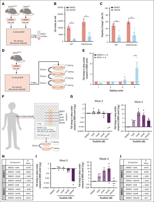RUX maintains murine and human MPN HSPCs. (A) Schematic diagram showing the in vitro functional assays of murine ESLAM HSCs (CD45+CD150+CD48−EPCR+) treated with RUX or DMSO. ESLAM HSCs were FACS isolated from CALRdel/del (n = 4) mutant mice and were then cultured for 7 days in IL-3/IL-6/SCF media67 with DMSO or 250 nM of RUX before analysis by flow cytometry. (B) Bar plots showing cell number per well in HSC-derived cultures treated with vehicle or 250 nM RUX after 7 days (mean ± SEM). (C) Bar plots showing the proportion of cells that expressed lineage-positive markers (Ter119+/Ly6g+/CD11b+/B220+/CD3e+) after 7 days in culture with DMSO or 250 nM RUX (mean ± SEM). Asterisks indicate significant differences as determined by Student t tests (∗∗∗P < .001; ∗∗P < .01; ∗P < .05). (D) Schematic diagram showing the serial replating assays that investigated the effect of RUX on ESLAM HSCs isolated from WT and CALRdel/del mutant mice. Sorted ESLAM HSCs were cultured for 7 days in IL-3/IL-6/SCF media67 with DMSO or 250 nM RUX and then subjected to serial colony replating assays. (E) Bar plots showing the fold change in the number of colonies produced by HSC-derived cultures treated with vehicle or 250 nM RUX for 7 days, normalized to the number of colonies produced by vehicle-treated cultures at each week of replating. The results are from 2 independent experiments and are shown as mean ± SEM. Asterisks indicate significant differences as determined by Mann-Whitney U tests (∗P < .05) (F) Schematic diagram showing that HSCs (MPP1–LT-HSCs; CD34+CD38−CD45RA−) cells were sorted from healthy human platelet apheresis donor cone samples or from the peripheral blood of patients with myelofibrosis into 96-well plates (400 cells per well) and cultured in high-cytokine, serum-free medium (EXPER cytokine media)72 with scaled doses of RUX or vehicle control (DMSO). After 7 days, the HSC-derived cultures were plated in serial colony replating assays in methylcellulose. Healthy donors were all male and between 48 and 69 years of age. Among the donor patients with myelofibrosis, 3 patients carried a JAK2 V617F mutation and were all male between the ages of 65 to 70 years and 1 donor carried a CALR 52 bp deletion mutation and was a 70 year old female at the time of sample collection. (G) Bar plots showing the fold change in the number of colonies produced by HSPCs that were isolated from healthy donors and cultured for 7 days in the presence of RUX, normalized to the number of colonies that were produced by HSPCs after culturing for 7 days with DMSO. The data are shown as log2(fold change) from DMSO. Left showing fold change in colony numbers in the first round of colony formation (2 weeks in methylcellulose). Right showing fold change in colony numbers in the second round of colony formation (4 weeks in methylcellulose). From the data of the 4 healthy donors, each dot represents the mean fold change between technical replicates of a single donor. (H) Table showing the significance values (P value) from the estimated marginal (EM) means statistics derived from comparisons between DMSO and RUX conditions using a generalized mixed linear model applied to the raw colony counts used to generate Figure 5G. (I) Bar plots showing the fold change in number of colonies produced by HSPCs that were isolated from patients with myelofibrosis and cultured for 7 days in the presence of RUX, normalized to the number of colonies produced by HSPCs cultured for 7 days with DMSO. The data are shown as log2(fold change) from DMSO. Left showing the fold change in colony numbers in the first round of colony formation (2 weeks in methylcellulose). Right showing the fold change in colony numbers in the second round of colony formation (4 weeks in methylcellulose). Each dot represents the average fold change from each of 4 patients with myelofibrosis, and the bars represent the mean ± SEM. (J) Table showing the significance values (P value) from EM means statistics derived from comparisons between DMSO and RUX conditions using a generalized mixed linear model statistic applied to colony counts used to generate Figure 5I.