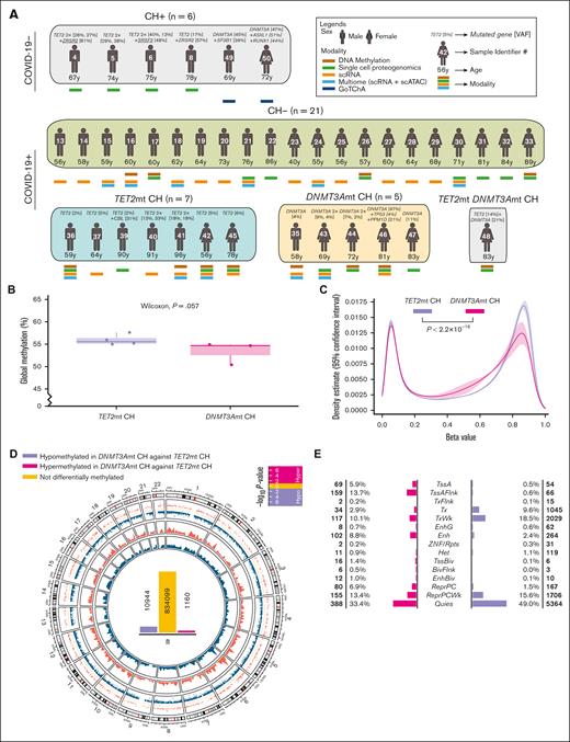 DNA methylation changes across the genome in patients with TET2mt CH and DNMT3Amt CH. (A) Overview of patient cohorts from whom PBMCs were collected and analyzed in this study using DNA methylation (Illumina Methylation EPIC array), single-cell proteogenomics (Tapestri assay), scRNA-seq (10x Genomics), multiome (10x Genomics), and GoTChA modalities. Mutations and VAFs are shown above the figurines. Patient ages and modalities used are shown below the figurines. Sample identifier is shown inside the figurines. (B) Box plot showing the comparison of global DNA methylation between DNMT3Amt and TET2mt CH. There was no significant difference by Wilcoxon signed-rank test (P = .057). (C) Density plot demonstrating DNA methylation differences between TET2mt CH and DNMT3Amt CH, primarily affecting highly methylated CpGs (β > 0.75; Kolmogorov-Smirnov test, P < 2.2 × 10−16). (D) Circos plot showing the number, genomic location, and density of differentially methylated regions between TET2mt CH and DNMT3Amt CH. There was an increased number of hypomethylated sites in DNMT3Amt CH compared with TET2mt CH. (E) Functional annotation of the differentially methylated regions (with Δβ > 10% and P < .010) using the ENCODE Epigenomics Roadmap PBMC reference data. Hypermethylation of Enh and promoters (TssA, TssAFlnk) was more commonly observed in DNMT3Amt CH (compared with TET2mt CH), whereas the hypomethylation observed in DNMT3A CH was predominately found at actively transcribed states (Tx, TxWk). scATAC, single-cell ATAC; TssA, active transcription start site; TssAFlnk, Flanking bivalent transcription start sites.