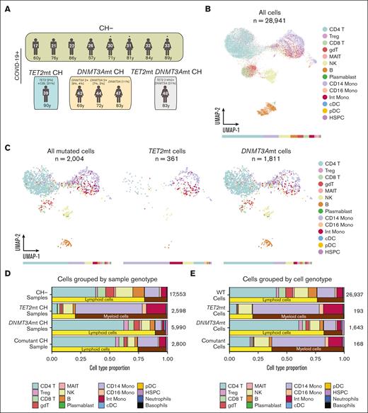 Identification of cell types carrying CH mutations by combined single-cell surface protein and genotype analysis. (A) Overview of COVID-19 cohorts with TET2mt CH, DNMT3Amt CH, TET2mt DNMT3Amt (comutant) CH, and without CH (CH−), analyzed using single-cell proteogenomics (Tapestri assay). Mutations and VAFs are shown above, and patient ages are shown below, the figurines. Sample identifier is shown inside the figurines. (B) Uniform manifold approximation and projection (UMAP) projections showing the distribution of 28 941 cells from single-cell proteogenomics analysis from 13 patient samples, colored by cell types. The bar below shows the proportion of cells in each cell type. (C) UMAP projections of the single-cell proteogenomics data showing only mutated cells, which are then stratified by TET2 and DNMT3A mutated cells, demonstrating the myeloid and lymphoid lineage restriction in TET2mt and DNMT3Amt cells, respectively. The bars below show the proportion of cells in each cell type. (D-E) Bar plots showing the proportion of cells in each cell type stratifying cells by sample/patient genotype (D) and by cell genotype (E). Although TET2 mutations had a clear myeloid lineage restriction bias, DNMT3A mutations were seen in myeloid and lymphoid lineages, respectively. cDC, classical dendritic cells; gdT, γδ T cells; Int, intermediate; MAIT, mucosal-associated invariant T cells; mono, monocytes; pDC, plasmacytoid dendritic cells; Treg, regulatory T cells; WT, wild type.
