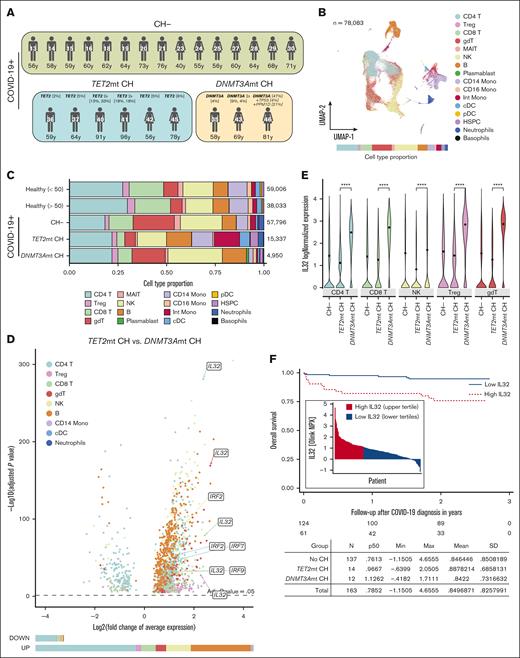 Identification of biomarkers of COVID-19 severity associated with CH mutations. (A) Overview of COVID-19 cohorts without CH (CH−), TET2mt CH, and DNMT3Amt CH, analyzed using scRNA-seq. Mutations and VAFs are shown above, and patient ages are shown below, the figurines. Sample identifier is shown inside the figurines. (B) UMAP projections showing the distribution of 78 083 cells from scRNA-seq analysis from 24 patient samples, colored by cell types identified using SingleR. The bar below shows the proportion of cells in each cell type. (C) Proportion of cells in each cell type stratified by 5 conditions as shown in y-axis, in the scRNA-seq analysis. The healthy cohort (from Stephenson et al40) is further stratified by age: <50 and >50 years, respectively. (D) Volcano plot showing significantly differentially expressed genes (adjusted P < .05, Wilcoxon rank sum test) in comparisons between TET2mt CH and DNMT3Amt CH in the context of COVID-19. Cells from each cell type were tested independently. Bars below the volcano plots show the proportion of genes per cell type that are downregulated and upregulated in the DNMT3Amt CH in each comparison. (E) Violin plots showing expression of IL-32 in cell types in which, patients with DNMT3Amt CH had significantly higher expression of IL-32 in comparison to those with TET2mt CH. Black dots show mean expression. ∗∗∗∗P ≤ .0001 (Wilcoxon rank sum test). (F) Survival analysis separating patients showing IL-32 high and low (upper tertile and lower quartiles respectively) in protein level profiles using the Olink assay. Inset plot shows the IL-32 Olink measurements reported as normalized protein expression (NPX) values, with a 1-unit increase equating to a doubling of the protein concentration. This analysis shows that patients with higher levels of IL-32 in their serum had worse OS. cDC, classical dendritic cells; gdT, γδ T cells; Int, intermediate; MAIT, mucosal-associated invariant T cells; Max, maximum; Min, minimum; Mono, monocytes; pDC, plasmacytoid dendritic cells; SD, standard deviation; Treg, regulatory T cells.