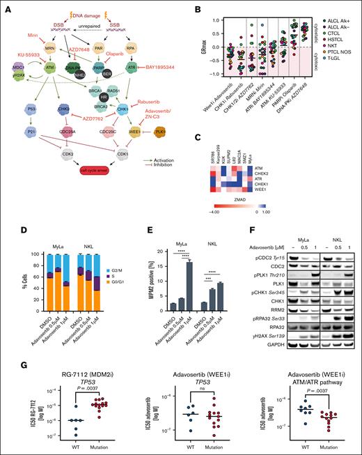 Therapeutic targeting of DDR pathways. (A) Schematic representation of the ATM/Chk2 and ATR/Chk1 pathways in response to different types of DNA damage and the investigated compounds targeting different components within these pathways. (B) GRmax values of 8 compounds targeting different components of the DDR across 22 TCL cell lines after 72-hour treatment. GRmax >0 indicate partial cytostatic response, GRmax = 0 indicate full cytostatic response, GRmax <0 indicate partial cytotoxic response, GRmax = −1 indicate full cytotoxic effect. GR50 values represent mean values from at least 3 independent experiments. (C) ZMAD scores of ATM and ATR pathway genes obtained from a previously performed genome-wide CRISPR screen, with negative ZMAD scores (red colors) indicating a high and positive ZMAD scores (blue color) indicating low genetic dependency. (D-F) Cellular effects of WEE1 inhibition after 24 hours treatment with adavosertib: (D) Cell cycle analysis after adavosertib treatment. (E) MPM2 positivity by flow cytometry after adavosertib treatment. Significance was assessed with a 2-way analysis of variance (ANOVA) test after Tukey using correction for multiple comparison. (F) Immunoblot of proteins affected by WEE1 inhibition. (G) Drug response of TCL cell lines measured in relative IC50 values vs mutation status. Left: IC50 values of the MDM2i RG-7112 in TP53 wild type vs TP53 mutated cell lines. Middle: IC50 values of the WEE1 inhibitor (WEE1i) adavosertib in TP53 wild type vs TP53 mutated cell lines. Right: IC50 values of the WEE1i adavosertib in cell lines harboring loss of function alterations in the ATM/ATR pathways (ATM, ATR, Chek1, RPA1/2, and NBN) vs cell lines without such mutations. Significance was assessed with an unpaired 2-tailed t test. IC50 values are mean values from at least 3 independent experiments. ∗∗∗P ≤ .001, ∗∗∗∗P ≤ .0001. BER, base excision repair; DSB, DNA double-strand break; GAPDH, glyceraldehyde-3-phosphate dehydrogenase; HR, homologous recombination; MDM2i, MDM2 inhibitor; NHEJ, nonhomologous end joining; ns, nonsignificant; SSB, DNA single-strand breaks; WT, wild type.