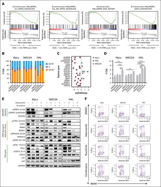 Mechanisms of ruxolitinib combined with adavosertib. (A) Downregulation of DDR/replication stress gene sets after JAK1/2 inhibition. Various GSEA (gene set enrichment analysis) gene sets regulating cell cycle, DDR and replication were significant downregulated (FDR q value < 0.001) after 24-hour ruxolitinib treatment in the NKL cell line (left). (B) Cell cycle analyses indication G0/G1, S, and G2/M phases in after 24 hours of treatment with DMSO, 500 nM adavosertib, 5 μM ruxolitinib, or the combination of adavosertib and ruxolitinib. (C) Multiple genes from the Repstress gene set (Takahashi et al34) were significant downregulated (P < .05) after treatment (right). (D) Assessment of EdU negative S phase cells through adavosertib, ruxolitinib and combination treatment. Illustrated are mean values of 3 independent experiments. (E) Immunoblotting shows protein expression changes of proteins involved in JAK/STAT signaling, DNA damage repair, replication stress and cell cycle regulation. (F) Accumulation of cell death during cell cycle progression through combined WEE1/JAK inhibition. Significances were assessed with a 2-way ANOVA after Dunnett correction. Bar graphs illustrate mean values of 3 independent experiments. ∗∗∗P ≤ .001, ∗∗∗∗P ≤ .0001. FDR, false discovery rate; NES, normalized enrichment score.