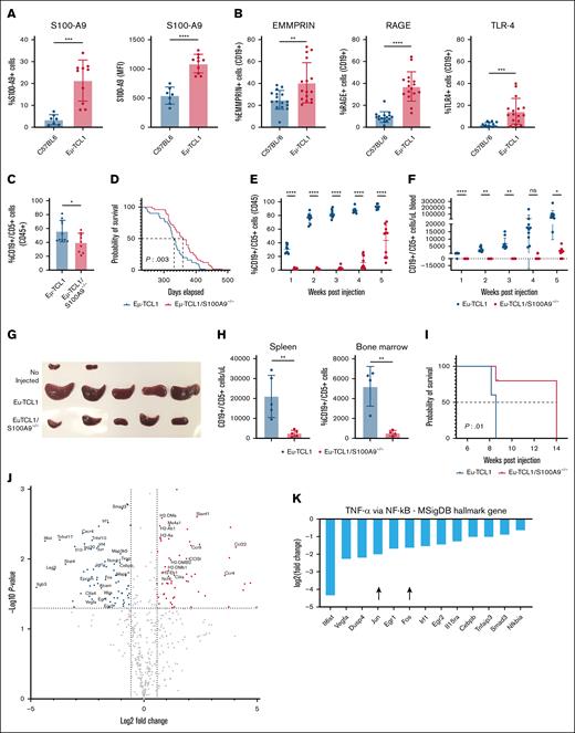 Genetic silencing of S100A9 in murine B-CLL cells delays disease progression. (A-B) Splenocytes from 10- to 12-month-old Eμ-TCL1 or C57BL6 mice were used to evaluate S100-A9, EMMPRIN, RAGE, and TLR4 expression in CD19+CD5+ leukemic lymphocytes and CD19+CD5– normal murine B cells. (C) We created a novel Eμ-TCL1/S100A9–/– mouse model, and leukemic infiltration of CD19+CD5+ cells in the spleen of 10-month-old mice was compared between Eμ-TCL1 and the Eμ-TCL1/S100A9–/– mice. (D) Aged Eμ-TCL1/S100A9–/– mice show longer survival than the aged Eμ-TCL1 mouse model. (E-K) CD19+/CD5+ B cells isolated from Eμ-TCL1 or Eμ-TCL1/S100A9–/– mice were transferred via TVI into NSG mice. (E-F) The tumor burden in PB was assessed weekly; the percentage of CD19+CD5+ cells and the absolute count of B-CLL cells were measured by FC. (G) Spleen size from both groups after 5 weeks of adoptive transfer. (H) Malignant B-cell infiltration in the spleen and bone marrow at week 5 after adoptive transfer. (I) Longer survival was observed in the Eμ-TCL1/S100A9–/– group (n = 4) compared to the Eμ-TCL1 recipient mice (n = 5). (J) B cells were isolated from NSG mice after 5 weeks of adoptive transfer (AT), and then the mRNA was used for NanoString analysis. Volcano plot showing upregulated (red) and downregulated (blue) genes in S100A9–/– B cells vs B cells from NSG adoptive transfer Eμ-TCL1 mice. (K) Downregulated genes in S100A9–/– B cells relative to B cells from NSG adoptive transfer Eμ-TCL1 mice, belonging to the TNF-α signaling via NF-κB from the MSigDB Hallmark genes. ∗∗∗∗P < .0001; ∗∗∗P < .001; ∗∗P < .005; ∗P < .05. MSigDB, Molecular Signatures Database; ns, not significant; TNF-α, tumor necrosis factor α.