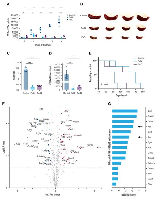 Pharmacological inhibition of S100A9 prolongs survival in adoptive transfer Eμ-TCL1 mice. Splenocytes from Eμ-TCL1 mice were transferred via TVI into C57BL/6 mice, and PaQ and TasQ were administered at 25 mg/kg in drinking water for 4 weeks. (A) Tumor burden assessment in the PB using FC. (B) Representative picture of the 3 mice groups after 4 weeks of treatment. (C-D) Spleen weight and infiltration after 4 weeks of treatment. (E) Mice treated with PaQ or TasQ show longer survival than the control group. (F) Volcano plot showing differential gene expression in B cells from PaQ vs vehicle using NanoString PanCancer Immune Profiling panel. (G) Downregulated genes in PaQ-treated B cells relative to B cells from vehicle-recipient mice, belonging to the TNF-α signaling via NF-κB from the MSigDB Hallmark genes. ∗∗∗∗P < .0001; ∗∗∗P < .001; ∗∗P < .005; ∗P < .05. ns, not significant.
