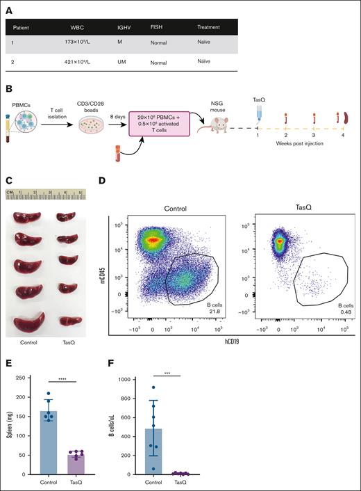 TasQ eliminates B-CLL cells in a PDX model. (A) Clinical information of patient samples from the 2 donors used in this experiment. (B) Schematic representation of the experiment design. (C-D) Representative spleen pictures and FC dot plots after 3 weeks of treatment. (E-F) Spleen weight and absolute count of splenic B cells at week 3 after treatment. ∗∗∗∗P < .0001; ∗∗∗P < .001 (paired t test). FISH, fluorescence in situ hybridization; hCD19, human CD19; mCD45, mouse CD45; WBC, white blood cells. Uriepero-Palma, A. (2025) https://BioRender.com/04mb8cm. Panel B created with BioRender.com.