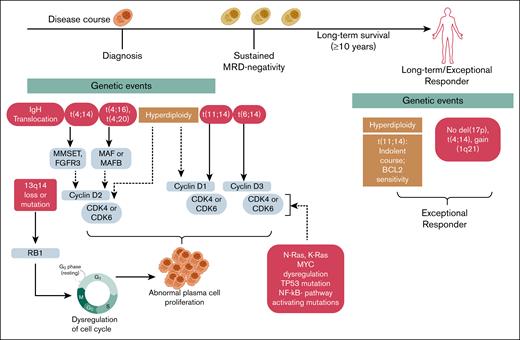 Genetic features associated with LTS in MM. This schematic illustrates the evolution of MM from diagnosis through sustained MRD negativity to LTS (≥10 years), highlighting the genetic events that distinguish exceptional responders. Although disease progression often involves IgH translocations, chromosomal deletions (eg, del(13q14), del(17p)), and dysregulation of the cell cycle and oncogenic signaling, long-term survivors frequently exhibit more stable genomic profiles. Favorable features, such as hyperdiploidy and isolated t(11;14), which is associated with an indolent course and sensitivity to B-cell kymphoma 2 inhibition, are enriched in these patients, whereas high-risk lesions like t(4;14), gain(1q21), and del(17p) are typically absent. These intrinsic characteristics may contribute to reduced clonal evolution, sustained immune surveillance, and prolonged treatment-free remission. IgH, immunoglobulin H.