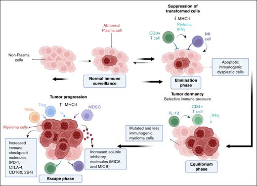 Immune surveillance and tumor progression in MM. The immune system plays a crucial role in MM progression through 3 distinct phases. Elimination phase: abnormal PCs are recognized and destroyed by CD8+ T cells and NK cells through the release of IFN-γ and perforin. This immune response helps eliminate early malignant PCs, maintaining tumor control. Equilibrium phase: during this phase, immune pressure from CD4+ T cells and IL-12 maintains tumor dormancy, keeping myeloma cells in check. However, some myeloma cells survive by gradually reducing their immunogenicity. Escape phase: myeloma cells evade immune destruction by upregulating MHC-I, recruiting immunosuppressive cells (including Tregs, TAMs, and MDSCs), and expressing immune checkpoint molecules (PD-1, CTLA-4, CD160, 2B4). Additionally, soluble inhibitory molecules (MICA, MICB) contribute to immune escape, enabling disease progression. MDSC, myeloid-derived suppressor cell; TAMs, tumor-associated macrophages.