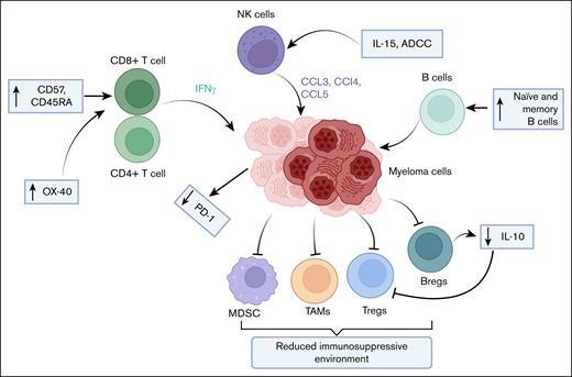 Immune mechanisms contributing to LTS in patients with MM. CD8+ and CD4+ T cells exhibit increased activation (↑CD57, CD45RA, OX-40) and produce IFN-γ, enhancing antimyeloma responses. NK cells, activated by IL-15 and ADCC, secrete CCL3, CCL4, and CCL5 to target myeloma cells. Naïve and memory B cells increase, whereas regulatory immune cells (MDSCs, TAMs, Tregs, and Bregs) show reduced suppressive activity (reduced IL-10 and PD-1 expression). Reducing the immunosuppressive environment and promoting immune restoration contribute to prolonged tumor growth control. ADCC, antibody-dependent cellular cytotoxicity; Bregs, regulatory B cells; MDSC, myeloid-derived suppressor cell; TAMs, tumor-associated macrophages.