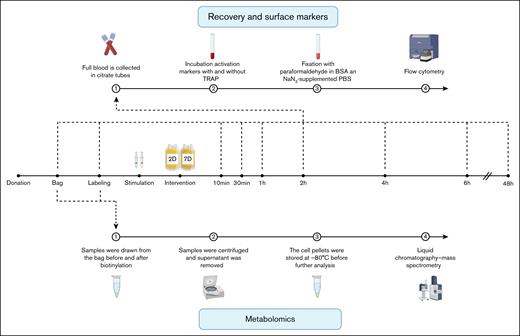 Overview of the study. The study's time points are centrally presented, encompassing PTR and surface marker determination at the top, and metabolomic analyses at the bottom. BSA, bovine serum albumin; PBS, phosphate-buffered saline.