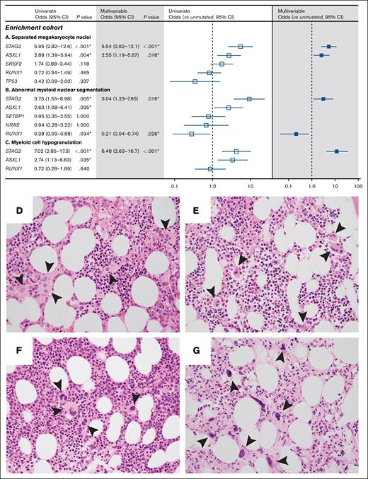Specific gene mutations are associated with dysplastic features. Forest plots of univariate (open) and multivariable (filled) analyses for gene mutations associated with separated megakaryocyte nuclei (A), abnormal myeloid nuclear segmentation (B), and myeloid hypogranulation (C) in the enrichment cohort. (D-G) Bone marrow biopsy micrographs demonstrate megakaryocytes with widely separated nuclei (arrowheads) in a patient with STAG2, SRSF2, ASXL1, IDH2, KRAS, PTPN11, and subclonal CUX1 and RUNX1 mutations (D) and a patient with germ line GATA2 and secondary somatic STAG2 mutations (E); in contrast, dysplastic megakaryocytes (arrowheads) are present but do not display separated nuclei in a patient with ASXL1, RUNX1, SRSF2, and TET2 mutations (F) or a patient with ASXL1 and SRSF2 mutations (G).
