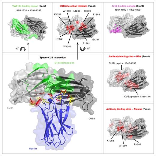 Comparison of residues located on the CUB domain of ADAMTS13 that are involved in binding of the spacer domain, and residues that are targeted by anti-CUB antibodies. Antibody epitopes as identified by HDX-MS or an alanine scan of the CUB domains, reveal that the residues overlap with the previously identified residues for maintaining the spacer-CUB interaction, but not with residues involved in the binding of the D4 domain of VWF. CUB domain PDB:7B01. Spacer domain PDB:6QIG.