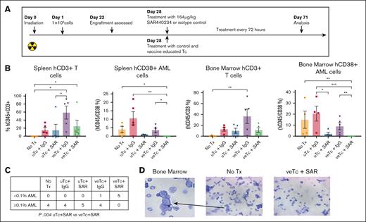 Combination Tx with DC/AML fusion veTcs and SAR eradicates AML engraftment in a xenograft murine model. NSG mice were inoculated with patient-derived AML cells (n = 25). After detection of human engraftment in the peripheral blood, animals were treated on day 28 after AML inoculation with either veTcs or SAR or combination of both; no Tx (n = 5), uTcs + IgG (n = 5), uTcs + SAR (n = 5), veTcs + IgG (n = 5), veTcs + SAR (n = 5). Organ assessment for AML burden was performed 43 days after starting Tx (71 days after inoculation). (A) Patient-derived xenograft schema. (B) Spleen and bone marrow samples analyzed by flow cytometry for hCD45+CD3+ T cells and hCD45+CD38+ AML. Mean with SEM is shown. Statistical analysis was performed using GraphPad Prism 10.0. Pairwise comparison was performed using Kruskal-Wallis test, with Dunn multiple comparisons and Benjamini-Hochberg FDR correction. A P value < .05 is considered statistically significant. ∗P ≤ .05; ∗∗P ≤ .01; ∗∗∗P ≤ .001. (C) Number of animals with the indicated percentage of hCD38+ cells in the bone marrow as depicted in panel B, Fisher exact test. (D) Representative images demonstrating cell morphology consistent with blasts in an untreated mouse bone marrow preparation. Tx, treatment.
