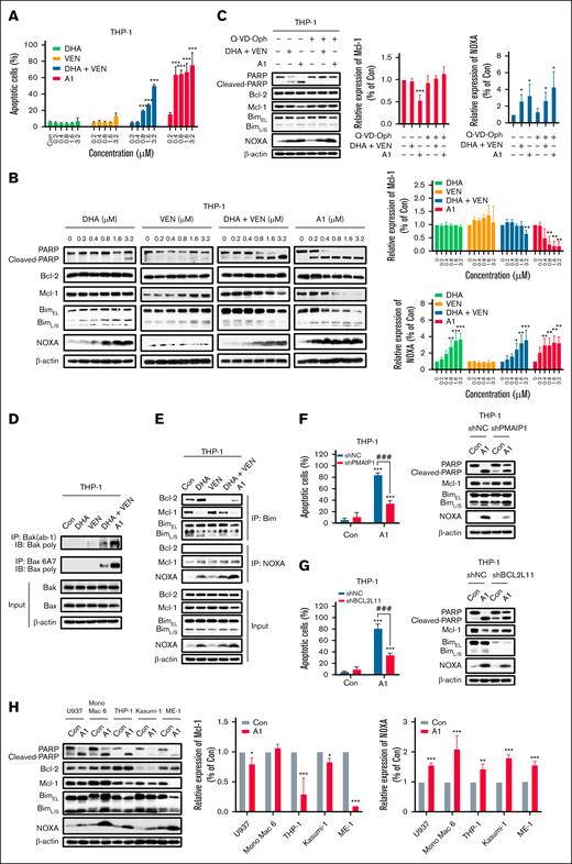 A1 has enhanced NOXA and apoptosis induction abilities in THP-1 cells. (A) THP-1 cells were treated with DHA, VEN, DHA + VEN, and A1 for 24 hours. The apoptotic cells were quantified using FACS after staining with annexin V/PI. (B) THP-1 cells were treated with DHA, VEN, DHA + VEN, and A1 for 24 hours. The relative protein levels were determined by western blotting. The right column figures are image density analyses of 3 independent experiments. (C) THP-1 cells were pretreated with 25 μM Q-VD-OPh for 4 hours, followed by treatment with 0.8 μM DHA + VEN and A1 for 24 hours. The right column figures are the image density analyses of 3 independent experiments. (D) IP assay with anti-Bak (Ab-1) and anti-Bax 6A7 antibodies that detected the active forms, followed by probe detection for Bak and Bax in THP-1 cells treated with 0.8 μM DHA, VEN, DHA + VEN, and A1 for 24 hours. (E) IP assay of the binding of Bim and NOXA to Bcl-2 and Mcl-1 in THP-1 cells treated with 0.8 μM DHA, VEN, DHA + VEN, and A1 for 24 hours. (F) THP-1 cells were transduced with shNC or shPMAIP1, followed by treatment with 0.8 μM A1 for 24 hours. (G) THP-1 cells were transduced with shNC or shBCL2L11, followed by treatment with 0.8 μM A1 for 24 hours. The apoptotic cells were quantified using FACS after staining with annexin V–fluorescein isothiocyanate (mean ± SD of 3 independent experiments). The relative levels of the indicated proteins were determined by western blotting. (H) U937, Mono Mac 6, THP-1, Kasumi-1, and ME-1 cells were treated with 0.8 μM A1 for 24 hours. The relative levels of the indicated proteins were determined by western blotting. The right column figures are image density analyses of 3 independent experiments. ∗P < .05; ∗∗P < .01; ∗∗∗P < .001 when compared with the control group. ###P < .001, 2-group comparison. BimEL, Bim extralong; BimL, Bim long; BimS, Bim short; Con, control; shNC, short hairpin RNA negative control.