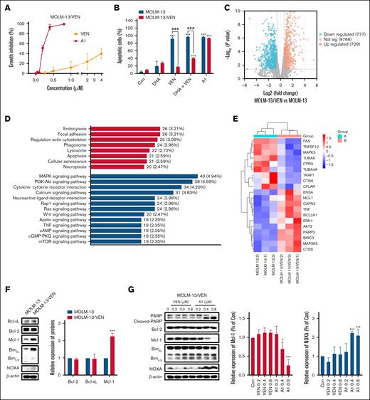 A1 overcomes VEN-acquired resistance in MOLM-13/VEN cells. (A) Growth inhibition of VEN and A1 in MOLM-13/VEN cells treated for 72 hours. (B) MOLM-13 and MOLM-13/VEN cells were treated with 0.8 μM DHA, VEN, DHA + VEN, and A1 for 24 hours. Apoptotic cells were determined by FACS after staining with annexin V/PI (mean ± SD of 3 independent experiments). (C) Volcano plot of the differentially expressed genes in MOLM-13/VEN cells when compared with MOLM-13 cells based on RNA-seq analysis. The red and blue dots represent upregulated and downregulated genes, respectively. (D) Kyoto Encyclopedia of Genes and Genomes (KEGG) classification of differentially expressed genes in MOLM-13/VEN cells when compared with MOLM-13 cells. The ordinate shows the KEGG pathway, and the abscissa shows the number of genes under this pathway and its proportion of the total number of genes. (E) Differently expressed apoptosis-related genes between the MOLM-13/VEN cells and the MOLM-13 cells. (F) Differently expressed apoptosis-related proteins in MOLM-13 and MOLM-13/VEN cells as determined by western blot. The right column figure is an image density analysis of 3 independent experiments. (G) Protein regulation of MOLM-13/VEN cells treated with VEN and A1 at the indicated concentrations for 24 hours. The right column figures are image density analyses of 3 independent experiments. ∗P < .05; ∗∗∗P < .001 when compared with the control group. ###P < .001, 2-group comparison. BimEL, Bim extralong; BimL, Bim long; BimS, Bim short; Con, control.