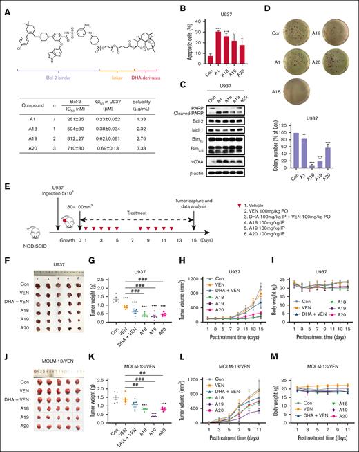 The conjugates with the PEG-linker exhibited improved inhibition on colony formation and antitumor efficacy in vivo. (A) Bcl-2 inhibition and cell growth inhibition in U937 cells following treatment with A18 to A20 with an extended PEG-linker. (B) Apoptosis induction in U937 cells treated with 0.8 μM of each compound for 24 hours. (C) The relative protein levels of U937 cells treated with each compound for 24 hours. (D) Colony forming inhibition of U937 cells treated with each compound for 14 days. (E) The scheme of treatment of U937 xenografts cells. (F) Tumors of U937 xenografts dissected at the end of experiment. (G) Tumor weights and mean values of U937 xenografts (n = 5). ∗∗∗P < .001 when compared with the control group. ###P < .001, 2-group analysis. (H) Tumor growth rates of U937 xenografts during the treatment. (I) Body weights of mice that received U937 xenografts during the treatment. (J) Tumors that developed from MOLM-13/VEN xenografts after dissection at the end of the experiment. (K) Tumor weights and mean values of MOLM-13/VEN xenografts cells (n = 5). ∗∗∗P < .001 when compared with the control group. ##P < .01; ###P < .001, 2-group analysis. (L) Tumor growth rates of MOLM-13/VEN xenografts during the treatment. (M) Body weights of mice that received MOLM-13/VEN xenografts during the treatment. Con, control; IC50, 50% inhibitory concentration; PO, by mouth; IP, intraperitoneally.
