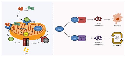 A schema illustrating how A1 overcomes VEN resistance through enhanced NOXA production and Mcl-1/cyclin D1 protein degradation.