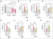FcγRIIa-mediated platelet activation and lowering of cAMP by IgG purified from APS plasma. (A) Purified platelets obtained from healthy volunteers (n = 4) were treated with various concentrations of control IgG (cont IgG) or APS IgG for 1 hour, and cAMP was measured by assay kit. Platelets pretreated with either a monoclonal anti-FcγRIIa antibody (aFcγRIIa, clone IV.3, 1μg) or U73122 (PLC-i, 1μM), followed by stimulation with 100 μg/mL APS IgG for 1 hour. Platelets were evaluated for surface CD62P (α-granules) using a flow cytometer (B), released ATP (dense granule) using luminescent-based assay (C), and cellular cAMP using an assay kit (D). (E-H) CD62P and cAMP were measured in platelets pretreated with aFcγRIIa (1 μg) or PLC-i (1 μM). After incubation, platelets were stimulated with affinity-purified aβ2GPI IgG (20 μg/mL) or affinity-purified aPT IgG (10 μg/mL) for 1 hour. Data represent mean ± SD. ∗P < .05, ∗∗P < .01, ∗∗∗P < .001, ∗∗∗∗P < .0001, and ns by a 1-way ANOVA with the Tukey multiple comparisons correction (n = 4). PLC-I, phospholipase C-inhibitor.
