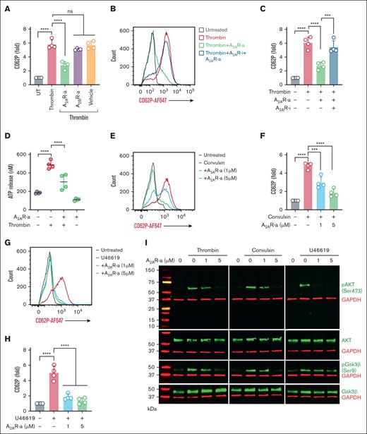 Induction of A2AR reduces platelet activation by enhancing cAMP. (A) Healthy platelets were pretreated with either vehicle or CGS21680 (A2AR-a, 5μM) or BAY 60-6583 (A2BR-a, 5μM), followed by stimulation with thrombin (0.05 U/mL) for 15 minutes. CD62P was assessed using flow cytometry. (B-C) Flow cytometric analysis of surface CD62P in platelets preincubated with vehicle or A2AR inhibitor (SCH-442416, 5μM) for 20 minutes, followed by A2AR-a and thrombin (0.05 U/mL) stimulation. (D) Quantification of released ATP in A2AR-a and thrombin-treated platelets. (E-F) A2AR-a (1μM and 5μM) pretreated platelets were stimulated with either convulxin (20 ng/mL) or (G-H) U46619 (5μM) and assessed for surface CD62P using a flow cytometer. (I) Purified platelets were pretreated with vehicle or A2AR-a for 15 minutes before stimulation with thrombin (0.05 U/ml), or convulxin (20 ng/mL), or U46619 (5μM) for 15 minutes. The representative immunoblots show the phosphorylated-Akt (pAkt, Ser 473), total Akt, (pGSK3β, Ser9), and total GSK3β. Glyceraldehyde-3-phosphate dehydrogenase (GAPDH) was also used as an internal loading control for all the samples. Data represent mean ± SD. ∗∗∗P < .001, ∗∗∗∗P < .0001, and ns by a 1-way ANOVA with the Tukey multiple comparisons correction (n = 4).
