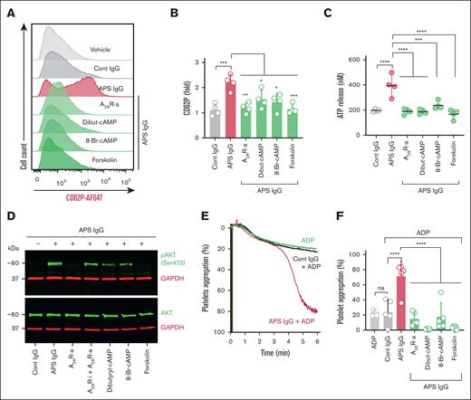 cAMP inducers decrease APS IgG–induced platelet activation and aggregation. Purified platelets were preincubated with A2AR-i (5μM), A2AR-a (5 μM), dibutyryl-cAMP (Dibut-cAMP, 0.5 mM), 8-Br-cAMP (1 mM), or forskolin (1 μM) for 20 minutes, followed by stimulation with 100 μg/mL cont IgG or APS IgG for 1 hour. (A-B) Platelets were then assessed for surface CD62P using flow cytometry, and (C) released ATP in the supernatant from the treated platelets using the luminescence-based assay. ∗P < .05, ∗∗P < .01, ∗∗∗P < .001, and ∗∗∗∗P < .0001, by a 1-way ANOVA with the Tukey multiple comparisons test (n = 4). (D) Representative immunoblots for (pAkt, Ser 473), total Akt, and GAPDH in the treated platelets (n = 3). (E and F) Representative curves and quantification of washed platelet aggregation in response to 100 μg/mL cont IgG or APS IgG treatment in the presence or absence of cAMP inducers, followed by stimulation with ADP (Effective concentration of 5-10 μM). Data represent mean ± SD. ∗∗∗∗P < .0001 and ns by a 1-way ANOVA with the Tukey multiple comparisons test (n = 5).