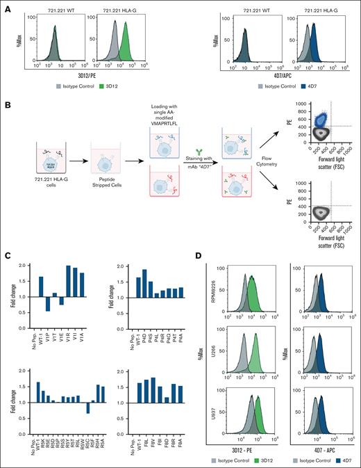 Staining of human leukemic cell lines for the HLA-E receptor and the acid-washing protocol for loading various peptides. (A) Staining of wild-type (WT) 721.221 and 721.221 HLA-G with mAb 3D12 (green panel) and 4D7 (blue panel). 0.2 × 106 cells per well were incubated with the mAb PE-conjugated mouse anti-human HLA-E (3D12) and APC-conjugated mouse anti-human HLA-E (4D7) or a matched isotype control. (B) Schematic representation of the acid wash protocol, followed by flow cytometry determination of surface expression levels of HLA-E loaded with different nonapeptides. (C) HLA-E staining of acid-washed and peptide-loaded 721.221 HLA-G cells. 721.221 HLA-G cells were treated briefly with an acid buffer (citric acid in Na2HPO4 buffer, pH 5). Thirty-two different exogenous peptides, 20 μg/mL, with single amino acid mutations and the WT peptide were loaded on peptide-stripped 721.221 HLA-G cells. The treated cells were then stained with mAb 3D12 and mAb 4D7 or matched isotype control. The results were normalized to staining with commercial antibody to HLA-E. (D) Staining of U266, U937, and RPMI8226 cell lines with mAb 3D12 (green panel) and mAb 4D7 (blue panel). Murine IgG1k was used as an isotype control. For staining, all the antibodies were used at a concentration of 5 μg/mL. Samples were acquired by a CytoFLEX flow cytometer, and histograms were plotted using Kaluza software. PE, fluorescent dye R-phycoerythrin.