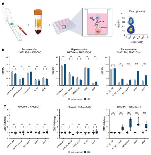Impact of mAb 4D7 on primary human NK cell activity from healthy donors. (A) Schematic of the experimental design. Primary NK cells (5 × 104) from healthy donors were cocultured with target cells (1.5 × 105) for 4 hours in the presence of mAb 4D7 or matched isotype control (murine IgG1, 10 μg/mL). NK cell CD107a expression was then assessed by flow cytometry. (B) Representative CD107a degranulation percentage for donor 5. (C) Normalized mean results from 5 healthy donors. Panels show NK subsets: NKG2A–NKG2C– (top), NKG2A–NKG2C+ (middle), and NKG2A+NKG2C– (bottom). After incubation, NK cells were stained for subset markers (2 μg/mL). Data were acquired using a CytoFLEX flow cytometer and analyzed with GraphPad Prism v10. Isotype control degranulation was normalized to 1, with 4D7 mAb results adjusted accordingly. Experiments were performed in triplicate for each donor. Error bars represent ± SD. ∗P < .05; ∗∗∗∗P < .0001 (2-way ANOVA).