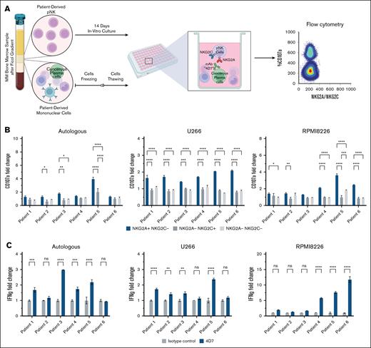 Impact of mAb 4D7 on MM-derived primary human NK cell activity. (A) Schematic of the experimental design. Primary NK cells were cocultured with target cell lines for 4 hours in the presence of 4D7 mAb or isotype control (murine IgG1, 10 μg/mL). (B) Normalized CD107a degranulation results for autologous (top), U266 (middle), and RPMI8226 (bottom) target cells. (C) Normalized IFN-γ production results for autologous (top), U266 (middle), and RPMI8226 (bottom) target cells. NK cells were cocultured with target cells (E:T ratio 1:3), and subsequently stained for CD107a, CD16, CD56, NKG2A, and NKG2C (2 μg/mL each). Supernatants were collected for IFN-γ measurements. Data were acquired using a CytoFLEX flow cytometer and analyzed with GraphPad Prism v10. CD107a-positive NK cell percentages were calculated and normalized as described in Figure 4. Results represent the average of 6 patients with MM, with experiments performed in triplicate for each donor. Error bars represent ± SD. ∗P < .05; ∗∗P < .01; ∗∗∗P < .001; ∗∗∗∗P < .0001 (2-way ANOVA). ns, not significant.
