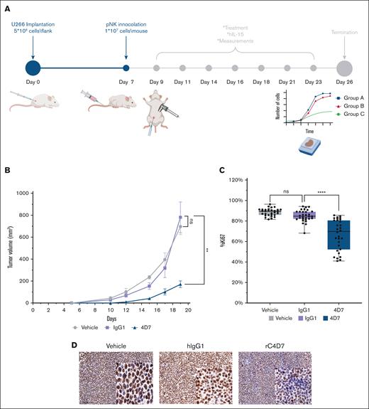 Evaluation of mAb 4D7 IC efficacy in a U266 CDX model implanted in NSG mice. (A) Experimental timeline illustrating U266 tumor implantation (day 0), pNK cell inoculation (day 7), hIL-15 supplementation and 4D7/control treatments from day 9, and tumor volume measurement schedule. (B) Tumor volume measurements of the different treatment groups, including vehicle, hIgG1, and mAb 4D7. (C) Ki67 staining quantification is presented as a boxplot. (D) Representative images of Ki67 staining in tumor sections from each treatment group. ∗∗P < .01; ∗∗∗∗P < .0001 (ANOVA). ns, not significant; pNK, primary NK cells.