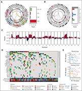 The genetic landscape of HGBCL-NOS. (A) The architecture of MYC rearrangements and the observed frequency of IGH, IGK, IGL, and non-IG rearrangement partners. The outermost ring shows the chromosome ideogram, followed by a genomic coordinate scale and gene coordinate track. The innermost lines show the linkages between MYC and the corresponding rearrangement partner for each sample. (B) The architecture of IGH::MYC rearrangements and the frequency of breakpoints occurring at the indicated regions of the IGH locus. Eμ and 3′ regulatory region enhancers are included in the gene coordinate track (red). (C) Copy number profile of HGBCL-NOS. The proportion of tumors with a copy number gain (red) or deletion (blue) is plotted across each chromosome. (D) Oncoplot showing the mutation status of the most frequently mutated genes in HGBCL-NOS for each patient tumor. Genes included in the plot were mutated in at least 10% of HGBCL-NOS samples and identified as a significantly mutated gene in HGBCL-NOS, DLBCL-NOS, or BL. (E) PCA of RNA sequencing data. COMP, composite; NA, not available.